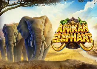 African Elephant - TROPICANA77